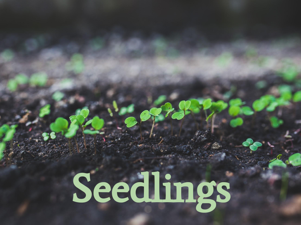 Seedlings