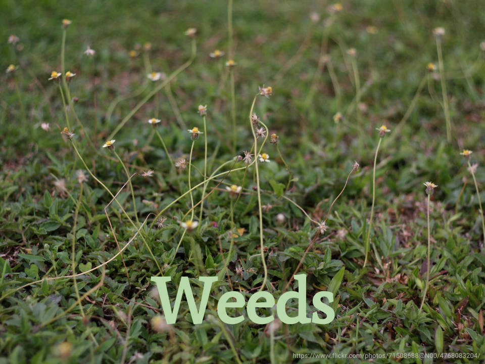 Weeds