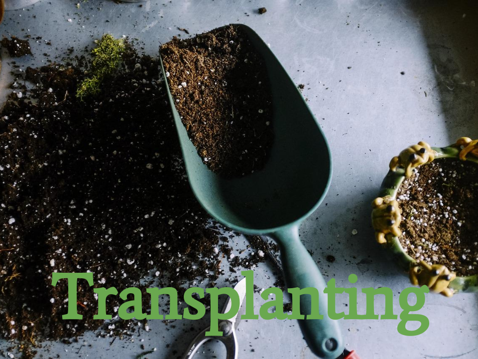 Transplanting