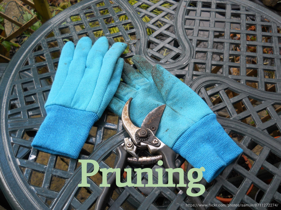 Pruning